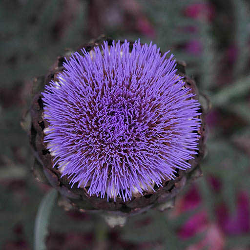 Artichoke - Cynara Cardunculus Teaser Image.